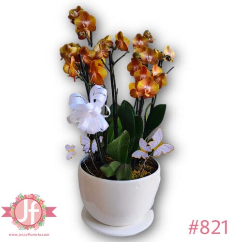 821-taza-grande-con-3-plantas-de-orquideas